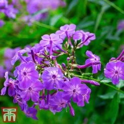 Phlox Paniculata 'Fragrant Collection' -EcoFlora Sales Shop laura1