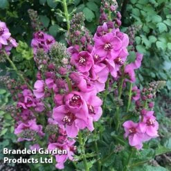 Verbascum Duo -EcoFlora Sales Shop lav lass1
