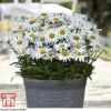 Shasta Daisy 'Madonna' -EcoFlora Sales Shop leuc mad