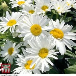 Shasta Daisy 'Madonna' -EcoFlora Sales Shop leuc madd