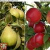 Apple & Pear Duo -EcoFlora Sales Shop malus tduo
