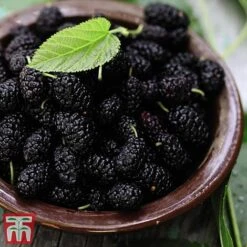 Mulberry 'Charlotte Russe' (Mojo Berry) -EcoFlora Sales Shop mulb