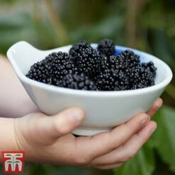 Mulberry 'Charlotte Russe' (Mojo Berry) -EcoFlora Sales Shop mulberry mojo 3