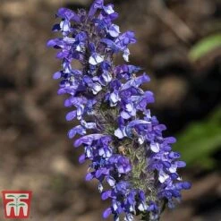 Nepeta Nervosa 'Blue Moon' -EcoFlora Sales Shop nep blue2