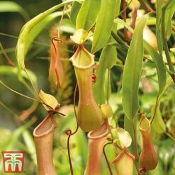 Nepenthes Alata 13 Nepenthes Alata -EcoFlora Sales Shop nepe