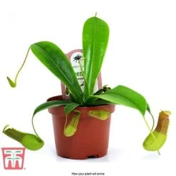 Nepenthes Alata 17 Nepenthes Alata -EcoFlora Sales Shop nepe arrival