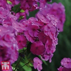 Phlox Paniculata 'Fragrant Collection' -EcoFlora Sales Shop nicky