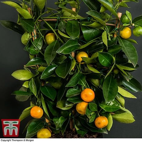 Calamondin Orange - Citrus 5 Calamondin Orange - Citrus - Image 3