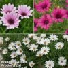Hardy Osteospermum Collection -EcoFlora Sales Shop osteo coll