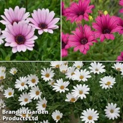 Hardy Osteospermum Collection
