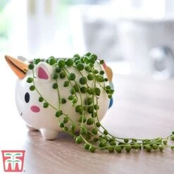 Senecio 'String Of Pearls' -EcoFlora Sales Shop pearl1