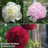 Peony Double Collection -EcoFlora Sales Shop peony trio