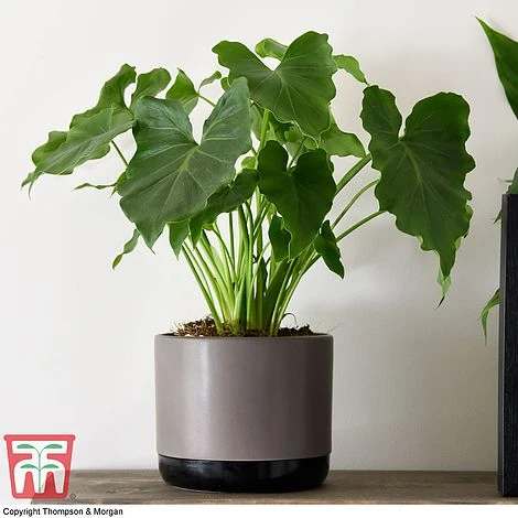 Philodendron 'Shangri La' 3 Philodendron 'Shangri La'