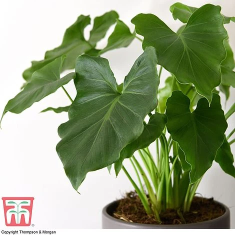 Philodendron 'Shangri La' 4 Philodendron 'Shangri La' - Image 2