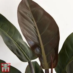 Philodendron 'Imperial Red' -EcoFlora Sales Shop phil31