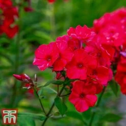 Phlox Paniculata X Arendsii 'Miss Mary' -EcoFlora Sales Shop phlo2