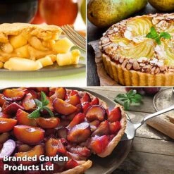 Mini Orchard Trio -EcoFlora Sales Shop pie2