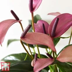 Anthurium Aqua In Sierglass -EcoFlora Sales Shop pink22