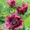 Poppy 'Pattys Plum'