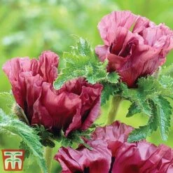 Poppy 'Pattys Plum' -EcoFlora Sales Shop poppy2