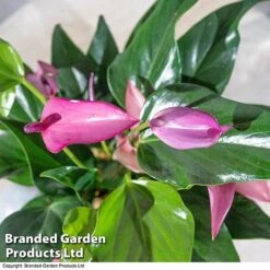 Anthurium Aqua - Gift -EcoFlora Sales Shop purple21