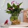 Anthurium Aqua - Gift -EcoFlora Sales Shop purple31