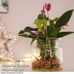 Anthurium Aqua - Gift -EcoFlora Sales Shop purple5