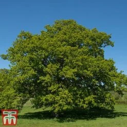 Truffle Tree - Oak 8 Truffle Tree - Oak -EcoFlora Sales Shop quer rob3