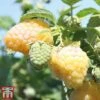 Raspberry 'Summer Lovers Garden Golden' 2 Raspberry 'Summer Lovers Garden Golden' -EcoFlora Sales Shop rasp gold