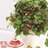 Raspberry 'Yummy' -EcoFlora Sales Shop rasp2