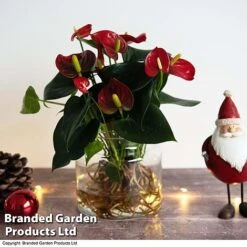 Anthurium Aqua - Gift -EcoFlora Sales Shop red11