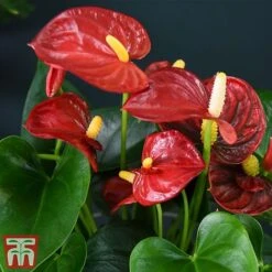 Anthurium Aqua Red In Sierglass -EcoFlora Sales Shop red21
