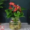Anthurium Aqua Red In Sierglass -EcoFlora Sales Shop red9