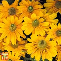 Rudbeckia Hirta 'Amarillo Gold' -EcoFlora Sales Shop rudb