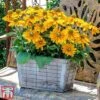 Rudbeckia Hirta 'Amarillo Gold' -EcoFlora Sales Shop rudb3