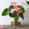 Anthurium Aqua Salmon In Sierglass -EcoFlora Sales Shop salmon5