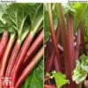 Rhubarb 'Sanvitos&reg;' Duo -EcoFlora Sales Shop sanv