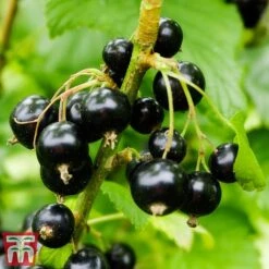 Blackcurrant 'Ben Sarek' 7 Blackcurrant 'Ben Sarek' -EcoFlora Sales Shop sarek2