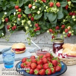 Best Seller -EcoFlora Sales Shop strawberry2