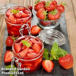 Nurserymans Choice Strawberry -EcoFlora Sales Shop strawberry3