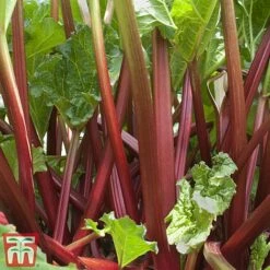 Rhubarb 'Sanvitos&reg;' Duo -EcoFlora Sales Shop summer2