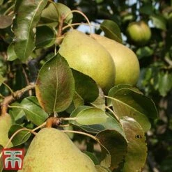 Apple & Pear Duo -EcoFlora Sales Shop tpear