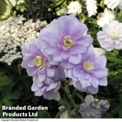 Geranium Hardy Duo -EcoFlora Sales Shop trio 1