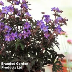 Geranium Hardy Trio -EcoFlora Sales Shop trio 21