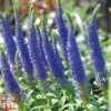 Veronica Spicata 'Royal Candles'