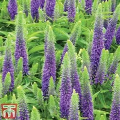 Veronica Spicata 'Royal Candles' -EcoFlora Sales Shop veroni3