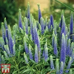 Veronica Spicata 'Royal Candles' -EcoFlora Sales Shop veroni4