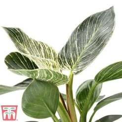 Philodendron 'White Measure' -EcoFlora Sales Shop white210