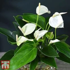 Anthurium Aqua - Gift -EcoFlora Sales Shop white261