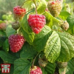 Raspberry 'Yummy' -EcoFlora Sales Shop yum3